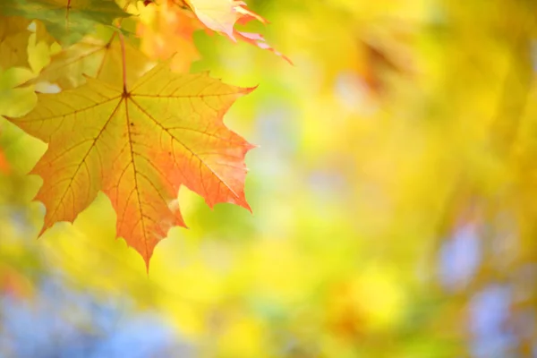 Krásné Rozostřené Pozadí Žlutých Podzimních Javorových Listů — Stock fotografie