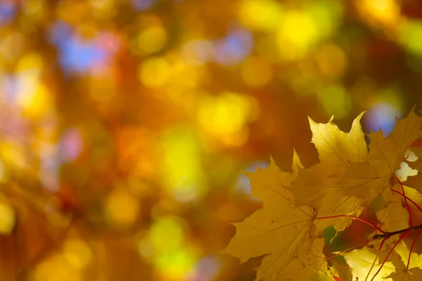 Beautiful Nature Background Yellow Autumn Maple Leaves Close Copy Space — Stock Photo, Image