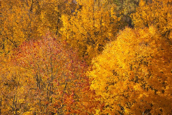 Schöne Natur Hintergrund Der Orangen Herbst Birkenblätter — Stockfoto