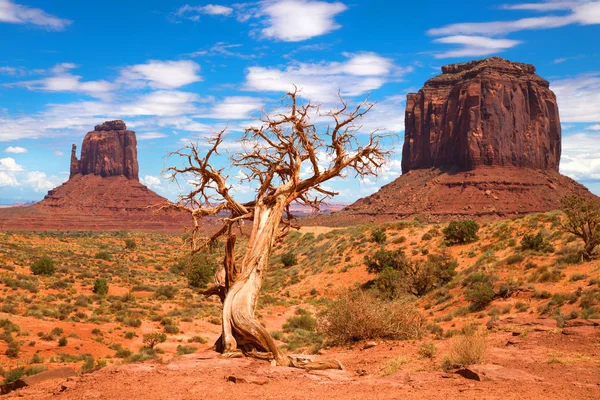 Árbol Muerto Con Contrafuertes Monument Valley Arizona Estados Unidos — Foto de Stock