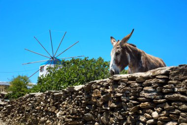 Mavi bir gökyüzü Sifnos Yunanistan kamera için poz içinde eşek