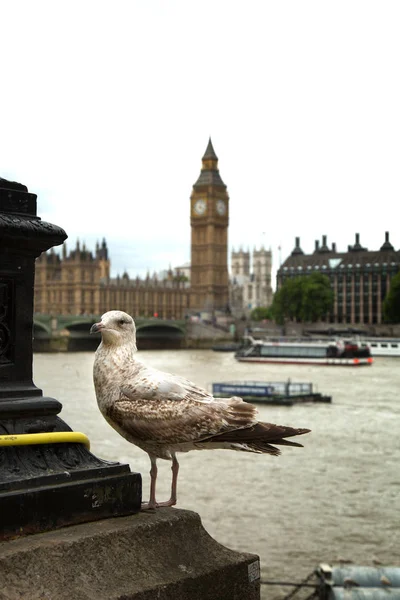 Seagull Standing Thames River Palace Westminster London — Stock Photo, Image