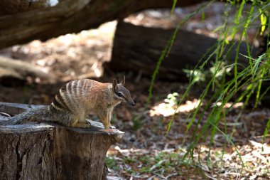 Numbat Batı Avustralya'e ve son zamanlarda yeniden kullanılmaya Güney Avustralya keseli hayvanı var. Onun diyet termitler neredeyse sadece oluşur.