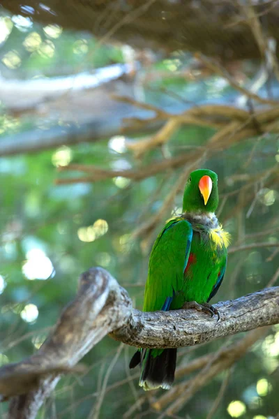 Beautiful Eclectus Parrot Orange Beak Standing Branch — Stock Photo, Image