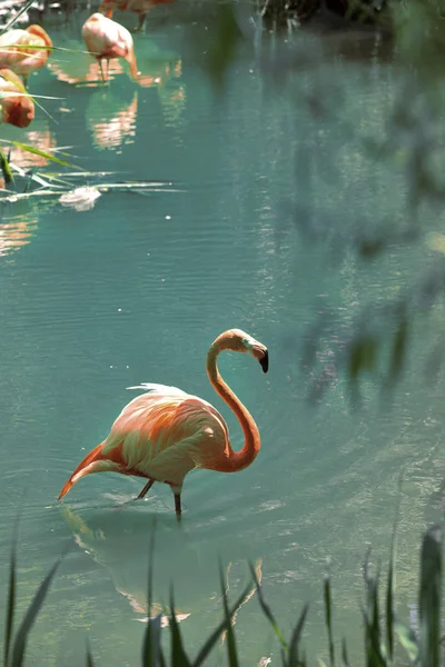 Séta Vízben Keresi Élelmiszer Rózsaszín Flamingó — Stock Fotó