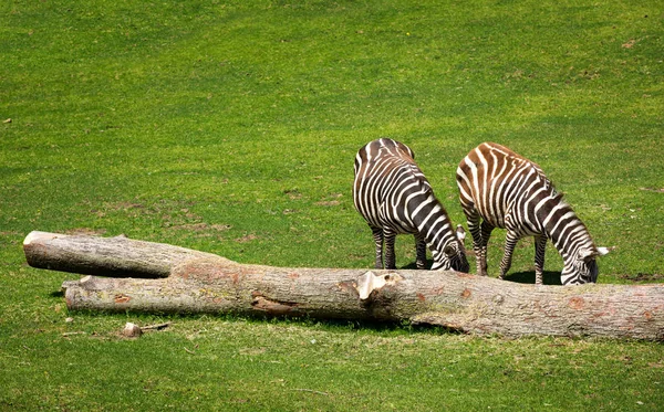 Duas Zebras Comendo Grama Perto Uma Árvore Morta — Fotografia de Stock