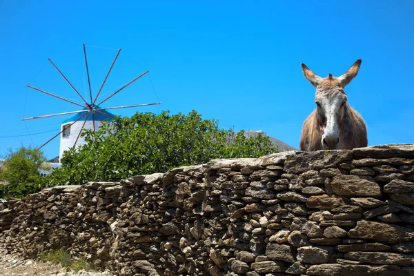 Mavi bir gökyüzü Sifnos Yunanistan kamera için poz içinde eşek