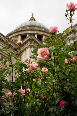 St Paul Katedrali ve ön planda pembe güllü