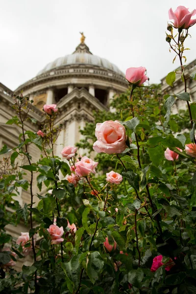 Paul Cathedral Και Ροζ Τριαντάφυλλα Πρώτο Πλάνο — Φωτογραφία Αρχείου