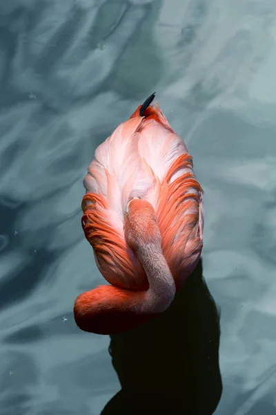Felülnézet Egy Rózsaszín Flamingó Alszik Víz — Stock Fotó