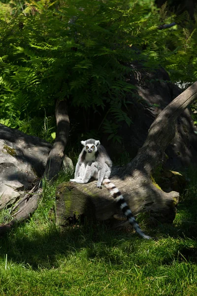 Lemura Nebo Lemur Rámci Stojící Mrtvý Strom Lese — Stock fotografie