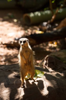 Arka bacaklarını meraklı çöl faresi veya suricate ayakta