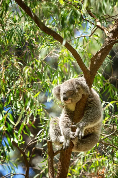 Sleepy Koala Staande Een Tak Een Eucalyptus Boom Australië — Stockfoto