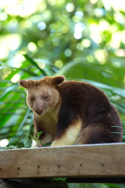 树袋鼠居住在新几内亚的热带雨林 远在澳大利亚的昆士兰东北部 和该地区的一些岛屿 — 图库照片