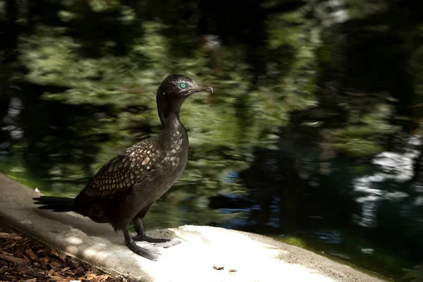 Den Lilla Svarta Skarv Eller Phalacrocorax Sulcirostriswith Hans Turkosa Ögon — Stockfoto