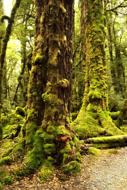 Ağaç göl Gunn Milford ses Yeni Zelanda'da yakınındaki yağmur ormanlarında yosun dolu