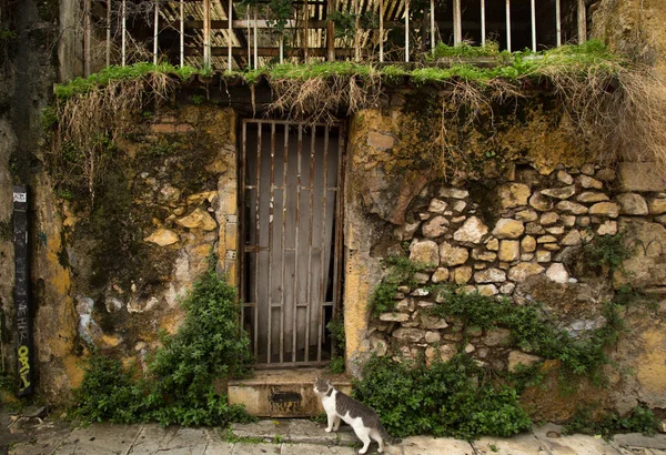 Pequeño Gato Frente Lugar Abandonado Atenas Grecia —  Fotos de Stock