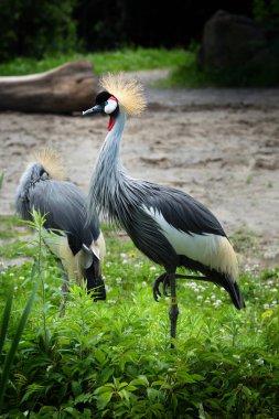Siyah taç vinç veya Balearica pavonina bir vinç Gruidae familyasından kuş