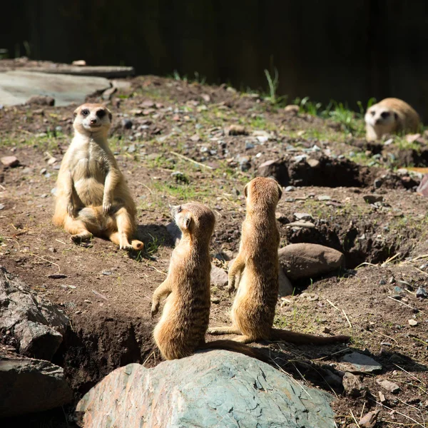 Surikata Nebo Suricate Malé Carnivoran Patřící Čeledi Mongoose Jsou Opravdu — Stock fotografie