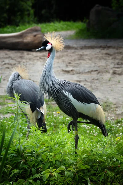 黒戴冠させたクレーンや Balearica Pavonina はクレーン家族ツル目ツル科の鳥 — ストック写真