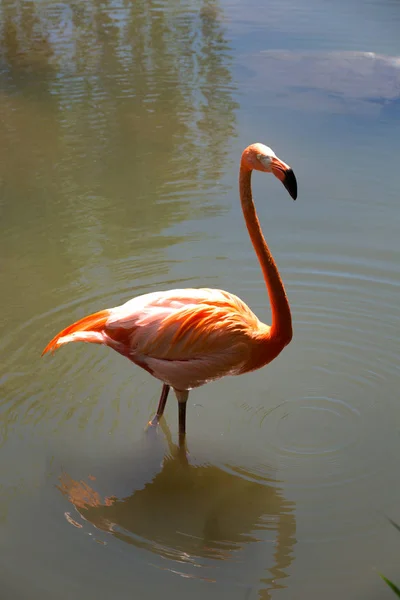 Rózsaszín Flamingó Gyaloglás Víz Táplálék — Stock Fotó