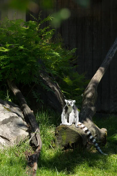 Ringelschwanzmaki Oder Lemurenkatze Stehen Auf Einem Abgestorbenen Baum Einem Wald — Stockfoto