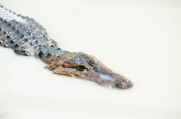 Egy Amerikai Krokodil Lebeg Vízben Egyik Nagyobb Krokodil Fajok — Stock Fotó