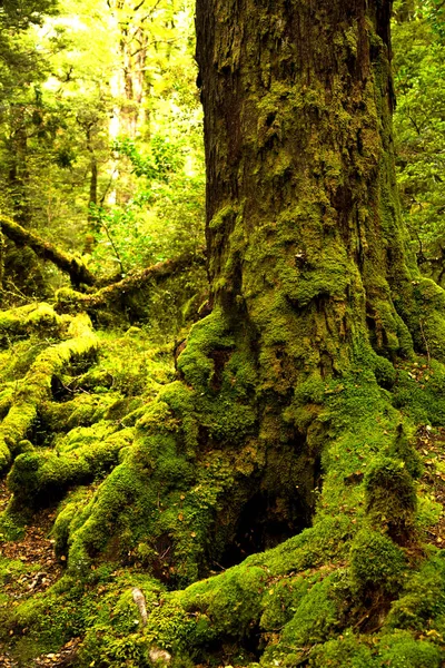 森林里满是苔藓的树在湖边的雨林里 在米尔福德的声音新西兰 — 图库照片