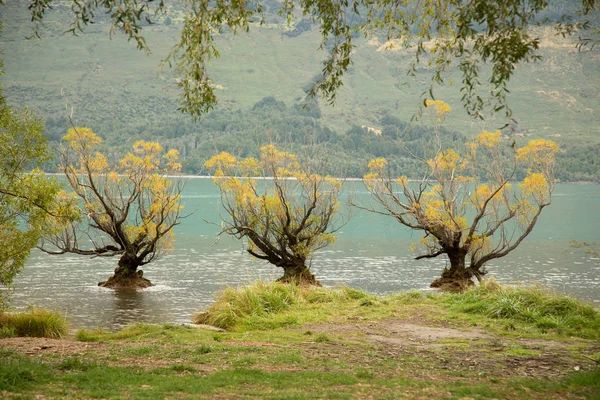 Glenorchy Híres Fűzfa Fák Sekély Vizekben Zéland Déli Szigetén — Stock Fotó