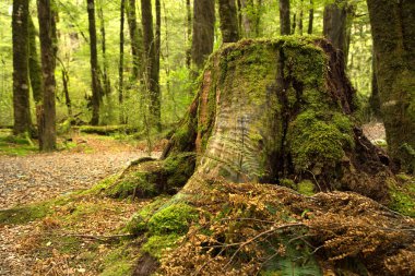Yosunlu eski ağaç kütüğü Yeni Zelanda Güney Adası yağmur ormanlarında