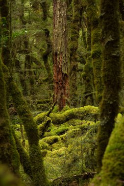 Yeni Zelanda Güney Adası yeşil bir yağmur ormanında kırmızı ağacında