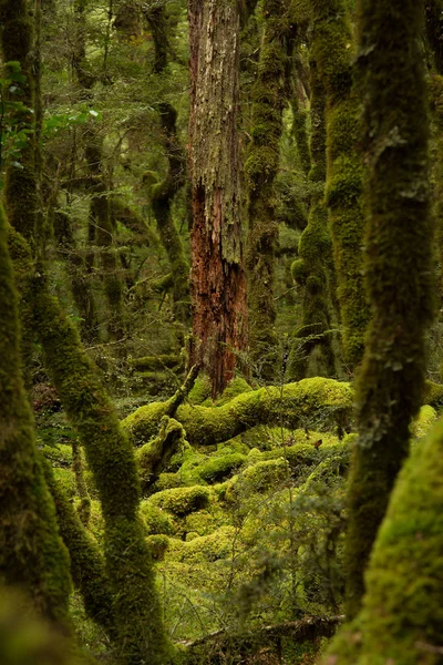 Yeni Zelanda Güney Adası Yeşil Bir Yağmur Ormanında Kırmızı Ağacında — Stok fotoğraf