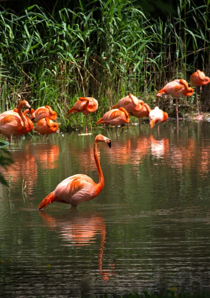 Séta Vízben Keresi Élelmiszer Rózsaszín Flamingó — Stock Fotó