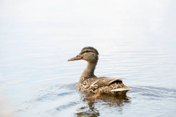 Baby Duck Swimming Lake — Stock Photo, Image