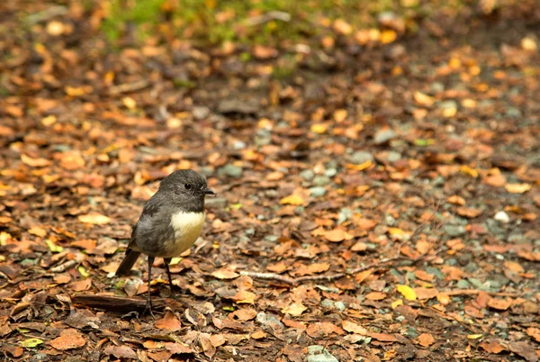 Mignon Petit Merle Île Sud Oiseau Taille Moineau Trouvé Seulement — Photo