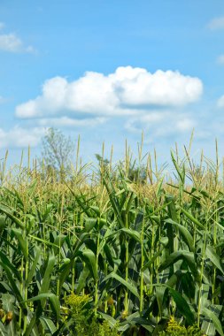 Yaz sezonu boyunca mavi gökyüzü ile Mısır alan
