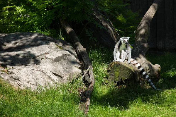 Ringelschwanzmaki Oder Lemurenkatze Stehen Auf Einem Abgestorbenen Baum Einem Wald — Stockfoto