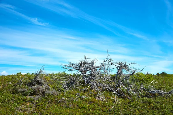 Halott Fák Grande Ile Mingan Szigetvilág Nemzeti Park Tartalék Quebec — Stock Fotó