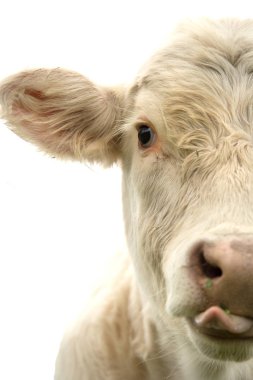 Bize bakıyor beyaz bir arka planda beyaz inek