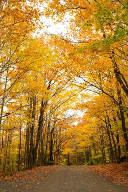 Kırsal yol çevreleyen sarı ağaçlarıyla güzel ve güneşli bir sonbahar günü sırasında