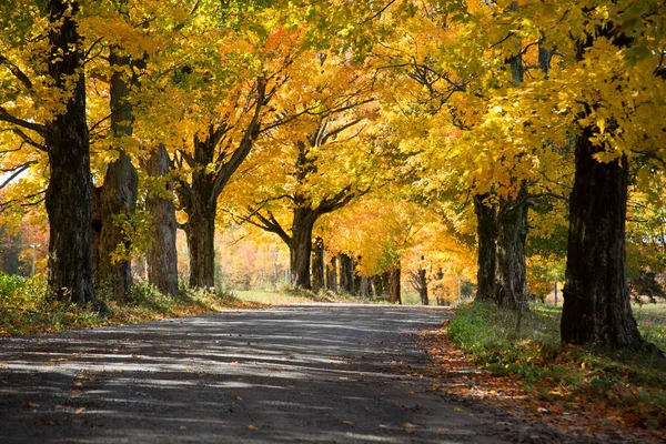 Landstraße Umgeben Von Gelben Bäumen Einem Schönen Und Sonnigen Herbsttag — Stockfoto
