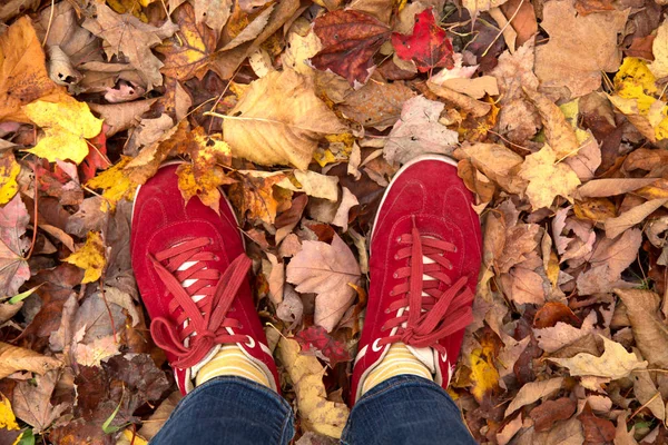 Red running shoes standing on a grass covered by fallen leafs during fall season in Canada