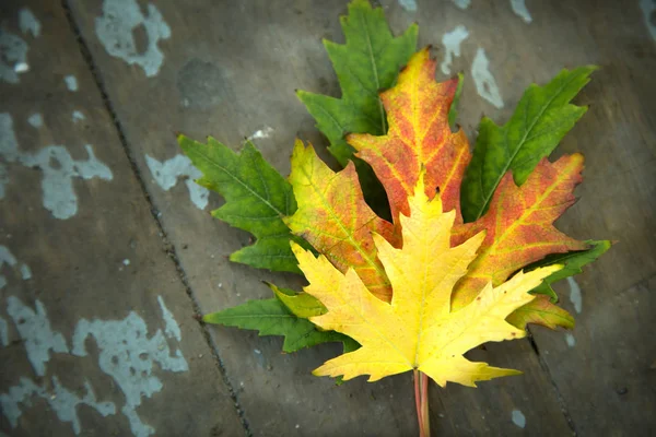 Maple Leaf Een Gele Een Rood Laatstgenoemde Het Groen — Stockfoto
