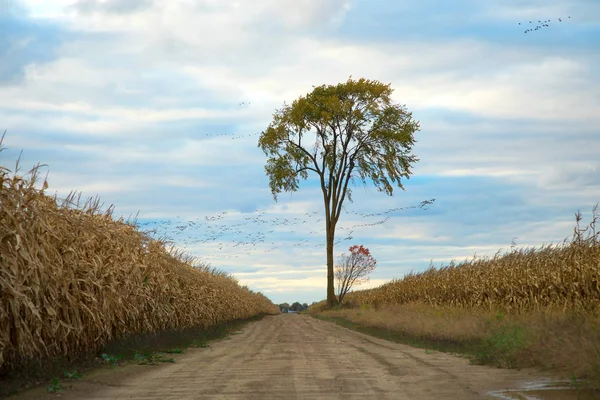 Estrada Terra Campo Milho Que Leva Uma Árvore Solitária Durante — Fotografia de Stock