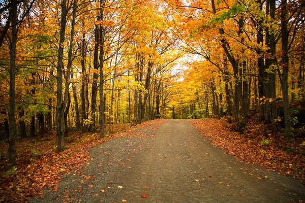 Landstraße Umgeben Von Gelben Bäumen Einem Schönen Und Sonnigen Herbsttag lizenzfreie Stockbilder