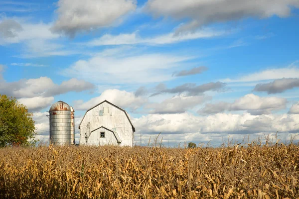 Corn Field Autumn Last Harvest Barn Background — Stock Photo, Image