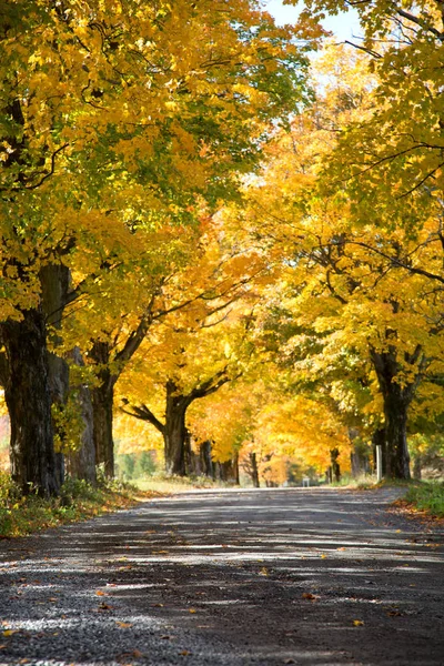 在晴朗的秋日 乡间小路环绕着黄色的树木 — 图库照片