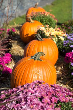 Kabak içinde satır bir Cadılar Bayramı için
