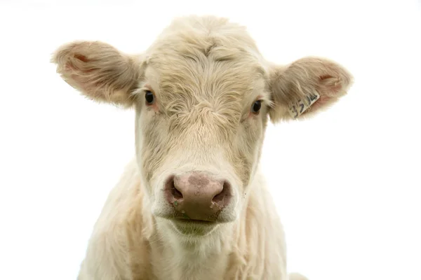 Vaca Branca Olhando Para Nós Fundo Branco — Fotografia de Stock