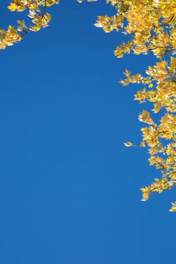 Mesajınız için kopya alanı ile mavi gökyüzünde sarı akçaağaç yaprakları
